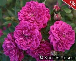 Purple Rain kaufen, clicken für mehr Details Purple Rain