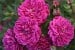 Purple Rain