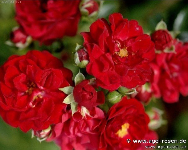 Rose ‘Red Fairy‘ (wurzelnackte Rose)