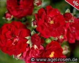 Red Fairy kaufen, clicken für mehr Details Red Fairy