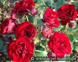 Red Fire kaufen, clicken für mehr Details Red Fire