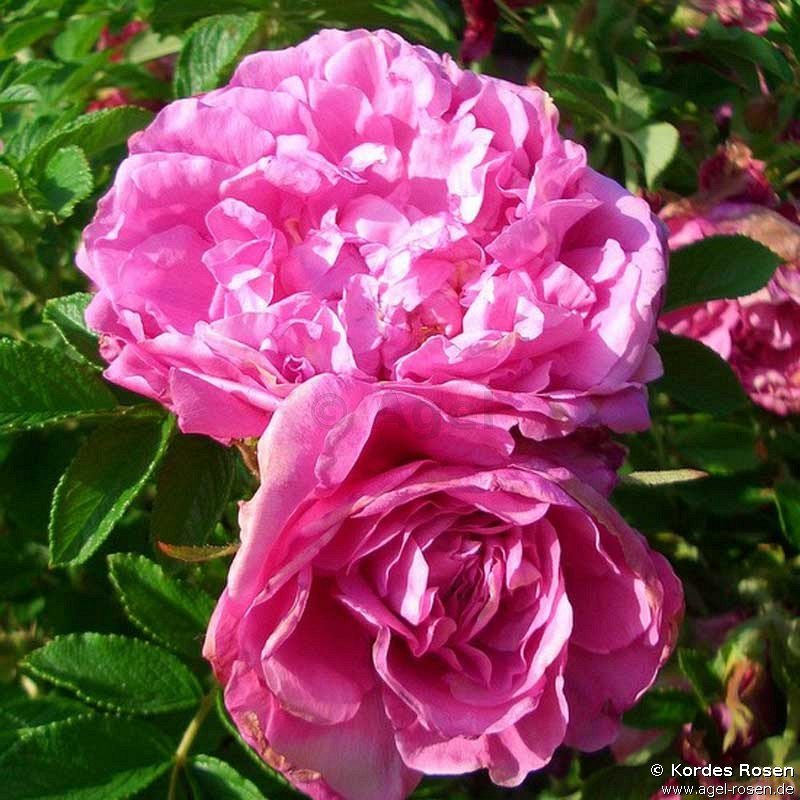 Rose ‘Romantic Roadrunner‘ (wurzelnackte Rose)