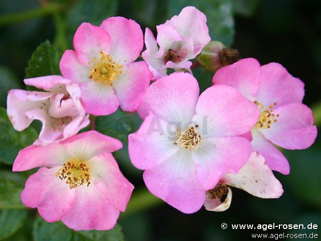 Rose ‘Rosa Sternenflor‘ (Hochstamm (~90cm) im 6,5l Topf )