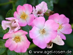 Rosa Sternenflor