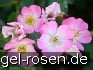 Rosa Sternenflor kaufen