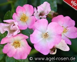 Rosa Sternenflor kaufen, clicken für mehr Details Rosa Sternenflor