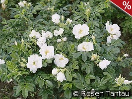 Rosa rugosa Schnee-Eule
