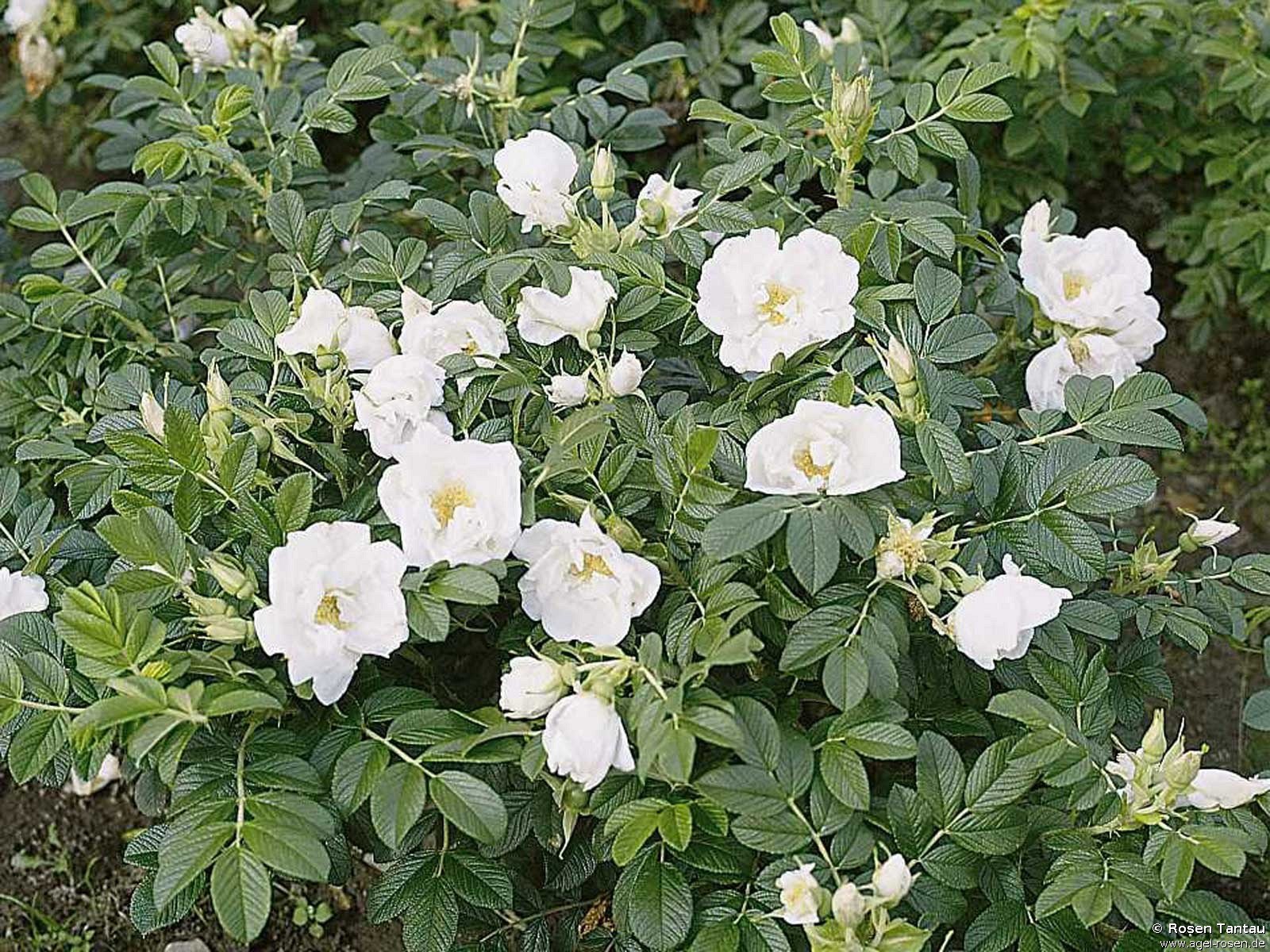 Rose ‘Rosa rugosa Schnee-Eule syn. White Pavement‘ (2-Liter Biotopf)