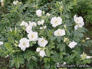Rosa rugosa Schnee-Eule syn. White Pavement
