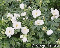 Rosa rugosa Schnee-Eule syn. White Pavement