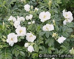 Rosa rugosa Schnee-Eule syn. White Pavement kaufen, clicken für mehr Details Rosa rugosa Schnee-Eule syn. White Pavement