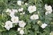 Rosa rugosa Schnee-Eule syn. White Pavement
