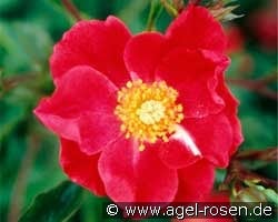Rose Cascade kaufen, clicken für mehr Details Rose Cascade