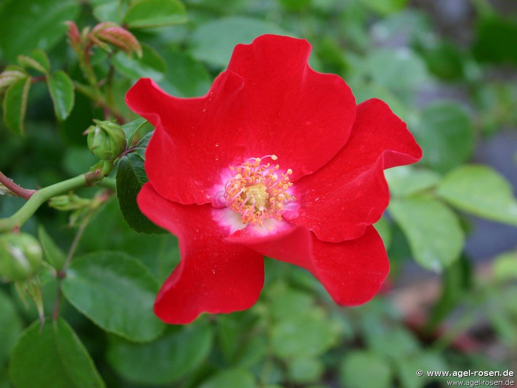 Rose ‘Rote Max Graf‘ (2-Liter Biotopf)
