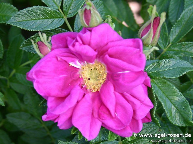 Rose ‘Rotes Meer syn. Purple Pavement‘ (wurzelnackte Rose)