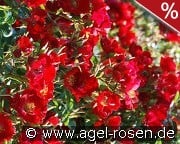 Rouge Cascade kaufen, clicken für mehr Details Rouge Cascade