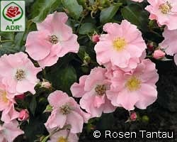 Satin Haze kaufen, clicken für mehr Details Satin Haze