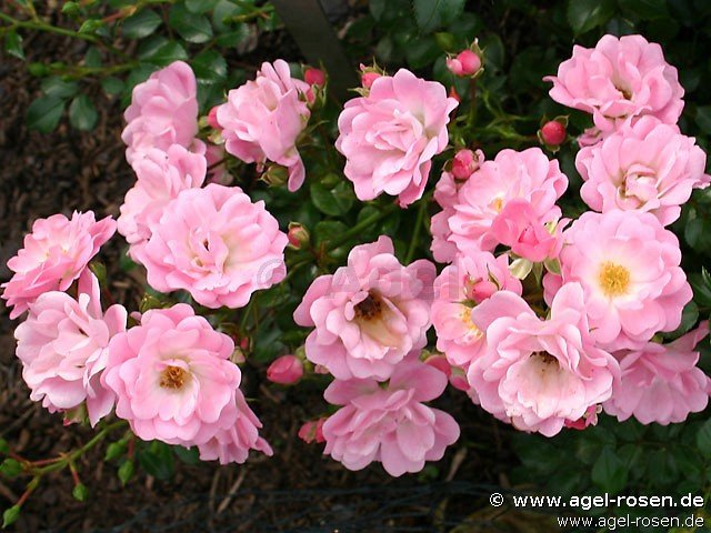 ADR-Rose ‘Satina‘ (Hochstamm (~90cm), wurzelnackt)