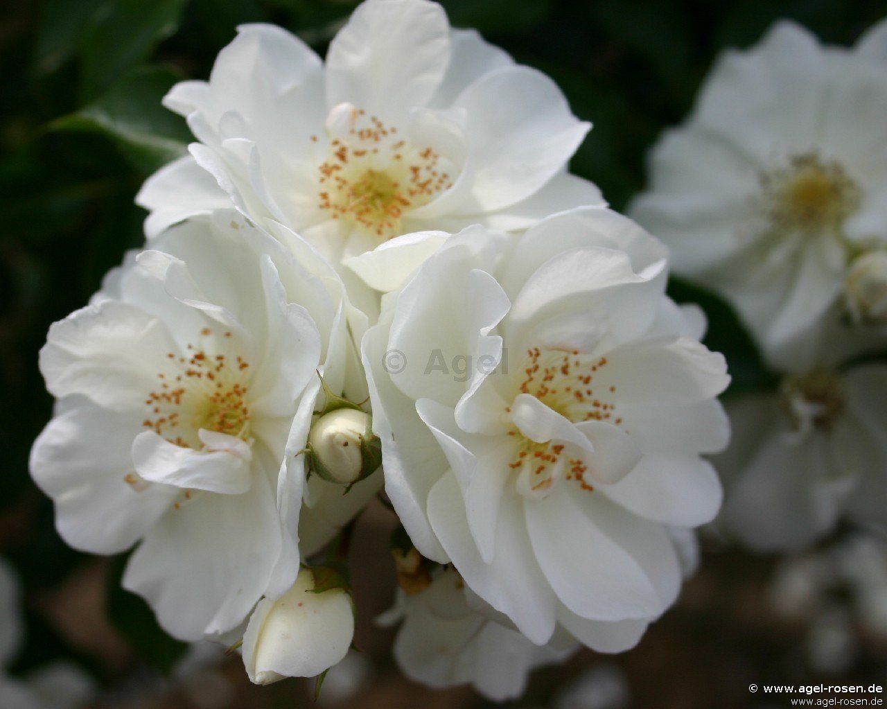 ADR-Rose ‘Schneeflocke‘ (Hochstamm (~90cm), wurzelnackt)