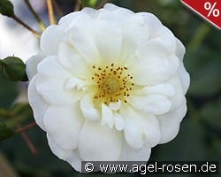 Schneekönigin kaufen, clicken für mehr Details Schneekönigin