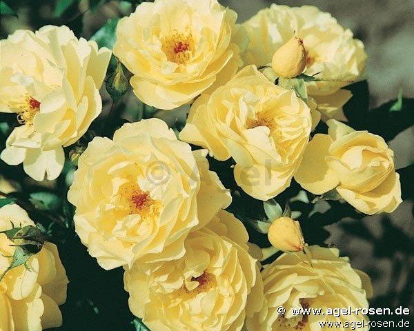 Rose ‘Sonnenschirm‘ (Hochstamm (~90cm), wurzelnackt)