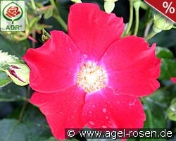 Sorrento kaufen, clicken für mehr Details Sorrento