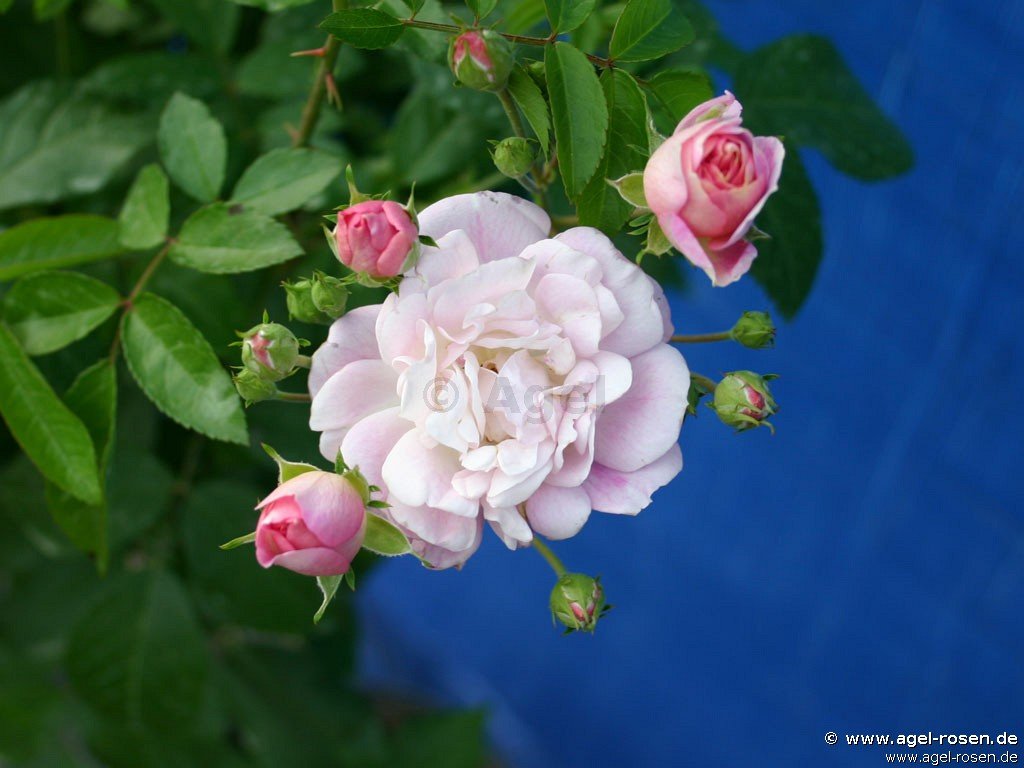 Rose ‘Souvenir de Greuville‘ (Hochstamm (~90cm), wurzelnackt)