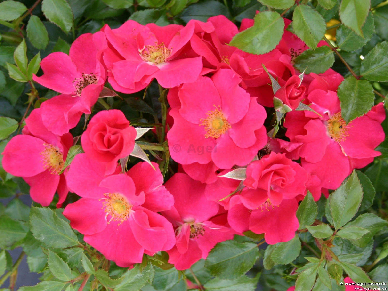 ADR-Rose ‘Stadt Rom‘ (3-Liter Topf)