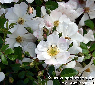 Rose ‘Sternenflor‘ (wurzelnackte Rose)