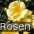 Sunny Rose