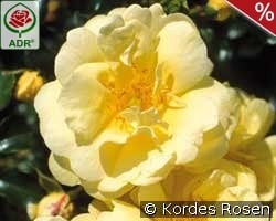Sunny Rose kaufen, clicken für mehr Details Sunny Rose