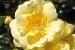 Sunny Rose