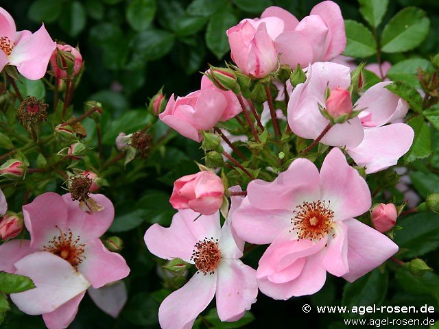 ADR-Rose ‘Sweet Haze‘ (1,5-Liter Topf (wurzelecht))