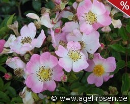 Tapis Volant kaufen, clicken für mehr Details Tapis Volant