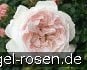 The Reunion Rose - Plant'n'Relax kaufen