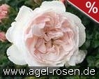 The Reunion Rose - Plant'n'Relax kaufen, clicken für mehr Details The Reunion Rose - Plant'n'Relax