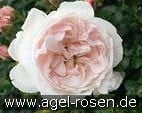The Reunion Rose - Plant'n'Relax kaufen, clicken für mehr Details The Reunion Rose - Plant'n'Relax