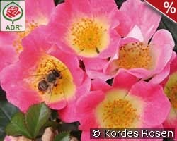 Topolina kaufen, clicken für mehr Details Topolina