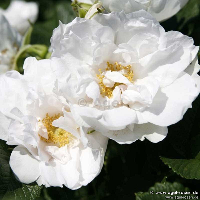 Rose ‘White Roadrunner‘ (wurzelnackte Rose)