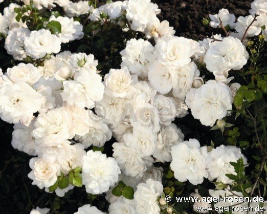 Rose ‘White Saphir‘ (wurzelnackte Rose)