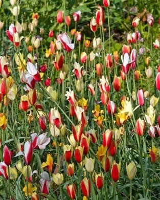 Botanic clusiana Tulpen syn. species Mix
