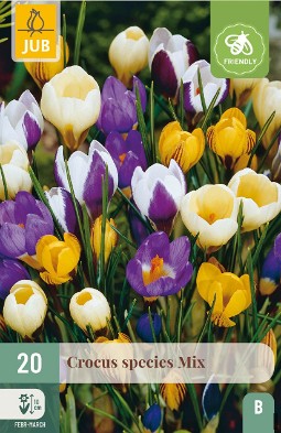 Botanische Crocus-Mix