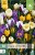Botanische Crocus-Mix