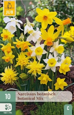 Botanische Narzissen Mix kaufen, clicken für mehr Details Botanische Narzissen Mix