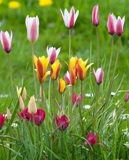 Botanische Tulpen syn. Tulipan species Mix
