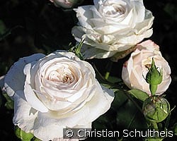 Boule de Neige kaufen, click for more details Boule de Neige