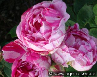 Honorine de Brabant