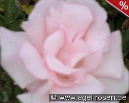 Kathleen Harrop kaufen, click for more details Kathleen Harrop