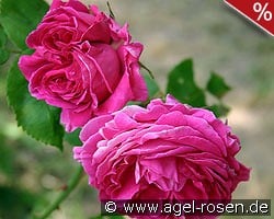 Mme. Isaac Pereire kaufen, click for more details Mme. Isaac Pereire