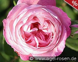 Mme. Pierre Oger kaufen, click for more details Mme. Pierre Oger